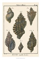 Triton Shell pl. 415 Fine Art Print