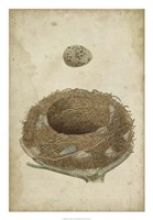 Bird's Nest Study I Fine Art Print