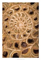Ammonite I Fine Art Print