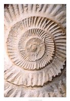 Ammonite II Fine Art Print