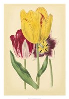 Tulip Array I Fine Art Print