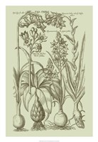 Garden of Flora I Fine Art Print