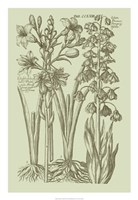 Garden of Flora II Fine Art Print