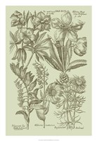 Garden of Flora III Fine Art Print