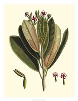 Buchoz Leaves I Fine Art Print