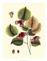 Buchoz Leaves II Fine Art Print