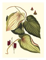 Buchoz Leaves III Fine Art Print