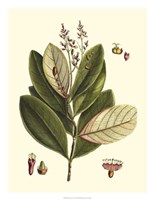 Buchoz Leaves IV Fine Art Print