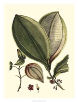 Buchoz Leaves V Fine Art Print