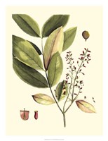 Buchoz Leaves VI Fine Art Print