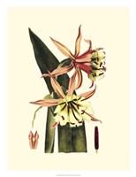 Striking Beauty I Fine Art Print