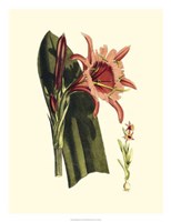 Striking Beauty II Fine Art Print