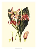 Striking Beauty III Fine Art Print