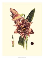 Striking Beauty IV Fine Art Print