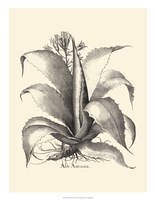 B&W Besler Aloe Americana Fine Art Print