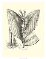 B&W Besler Canna Fine Art Print