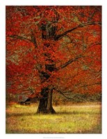Autumn Oak II Fine Art Print