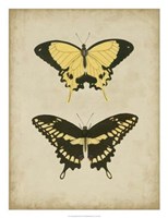 20" x 26" Butterfly Pictures
