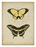Antique Butterfly Pair I Fine Art Print