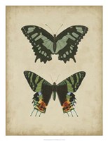 Antique Butterfly Pair II Fine Art Print