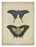 Antique Butterfly Pair III Fine Art Print