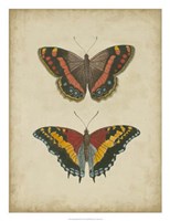 Antique Butterfly Pair IV Fine Art Print