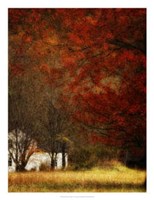 Beyond October's Maple Fine Art Print