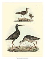 Sandpipers I Fine Art Print