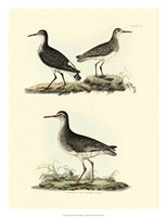 Sandpipers II Fine Art Print
