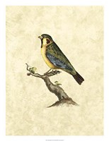 Birds II Fine Art Print