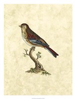 Birds IV Fine Art Print