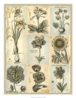 Botanical Patchwork I Framed Print