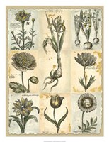 Botanical Patchwork II Framed Print