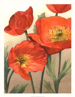 Poppy Love I Fine Art Print