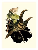 Many Banded Aracari Fine Art Print