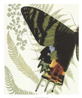 Butterfly Symmetry I Fine Art Print