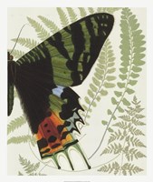 Butterfly Symmetry II Fine Art Print
