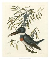 Antique Kingfisher II Fine Art Print