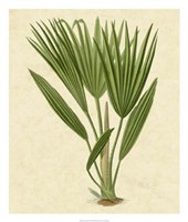 Bourbon Palm Fine Art Print