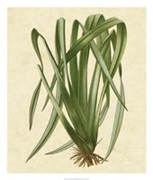 New Zealand Flax Fine Art Print