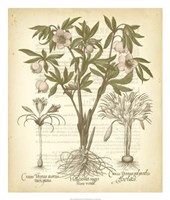 Tinted Besler Botanical I Fine Art Print
