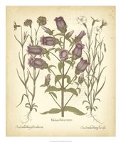 Tinted Besler Botanical II Fine Art Print