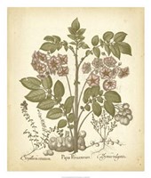 Tinted Besler Botanical III Fine Art Print