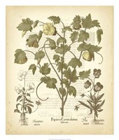 Tinted Besler Botanical IV Fine Art Print