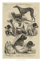 International Dog Show I Fine Art Print