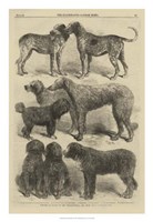 International Dog Show II Fine Art Print