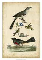 Wilson's Mockingbird Fine Art Print