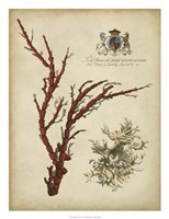 Imperial Coral I Fine Art Print