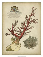 Imperial Coral II Fine Art Print