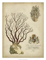 Imperial Coral III Fine Art Print